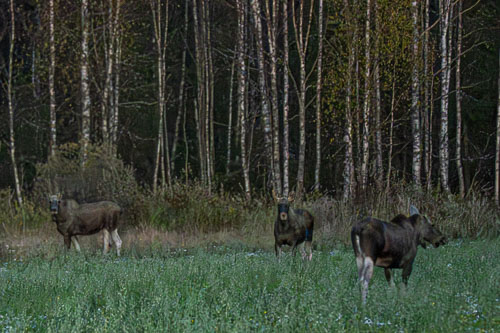 WebsiteD-20250925194102001307746.jpg WebsiteD-20250925194102001307746.jpg