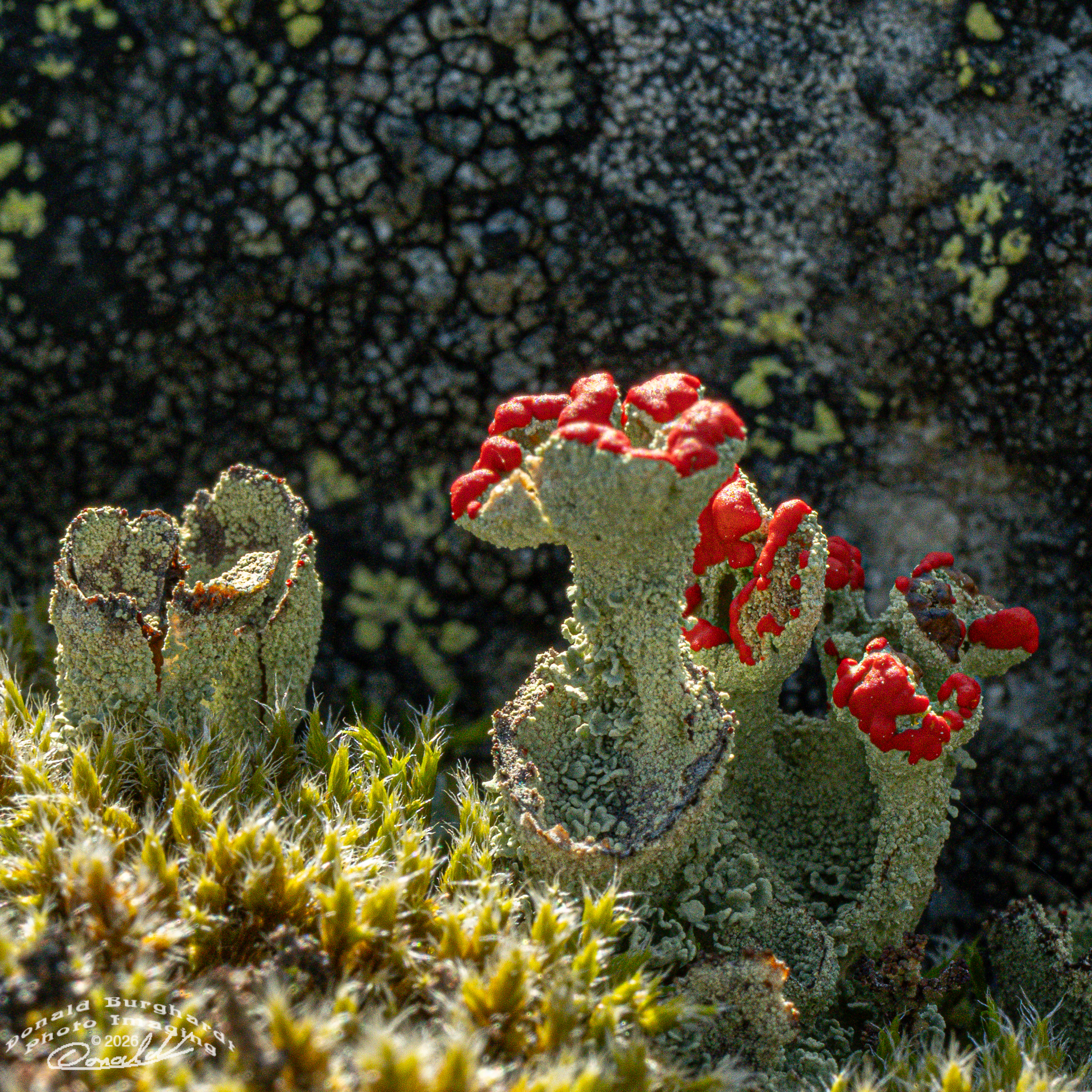 Red Fungus