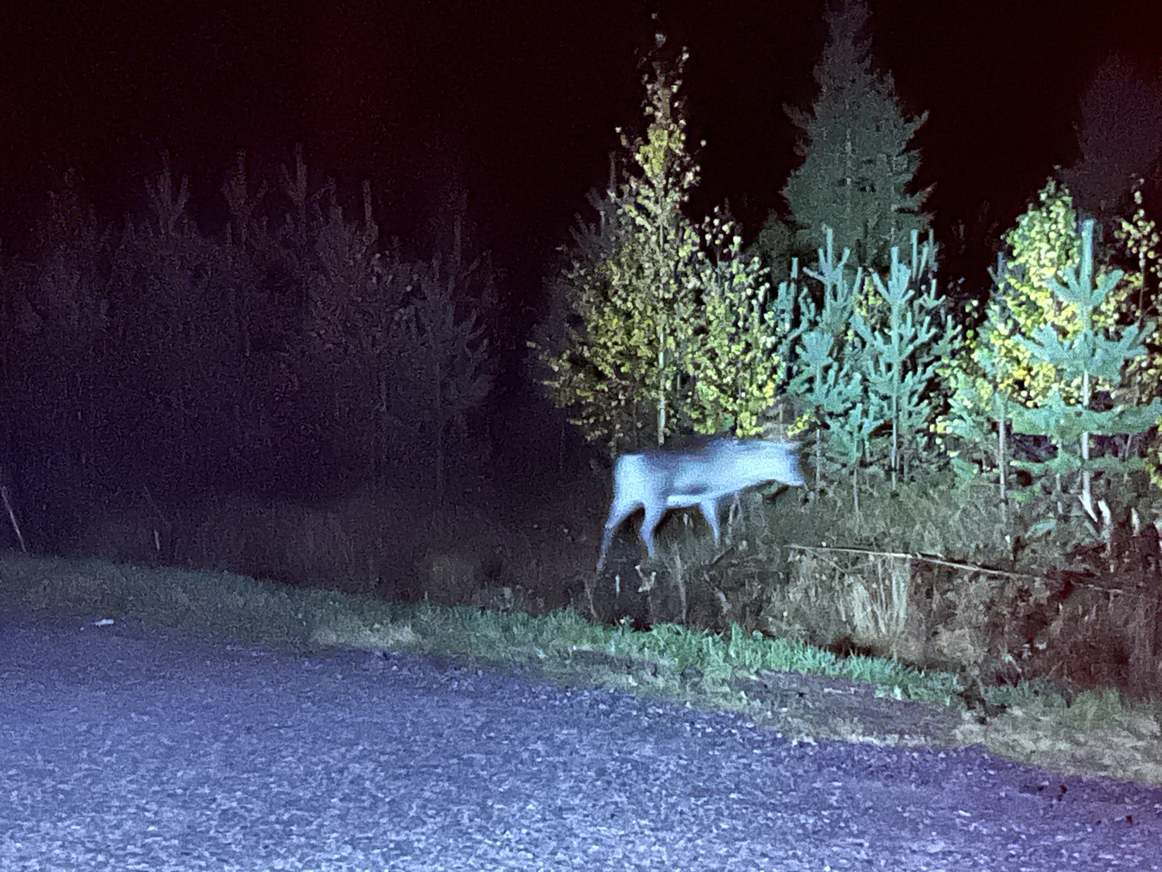 reindeer