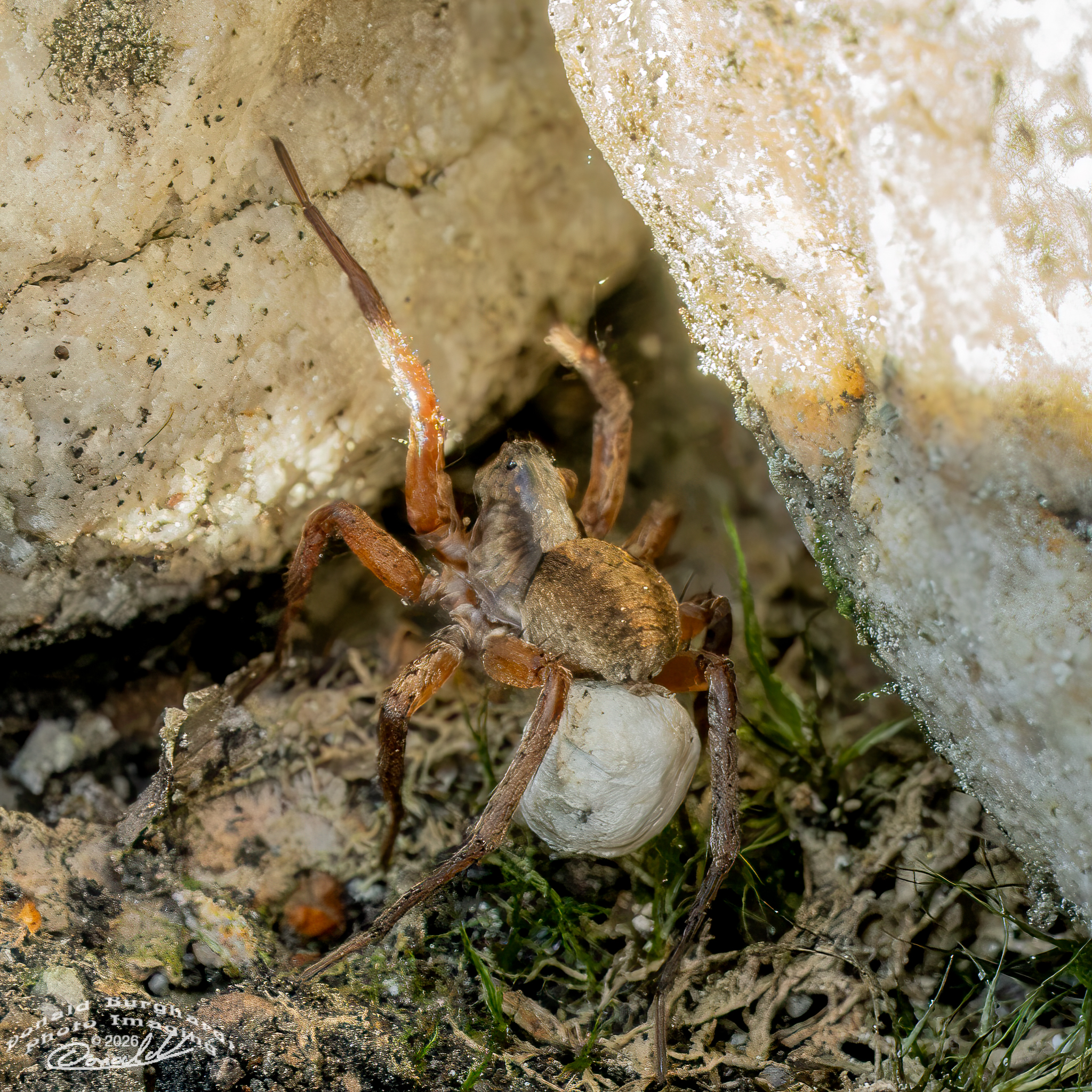 spider